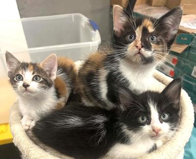 kittens.jpg