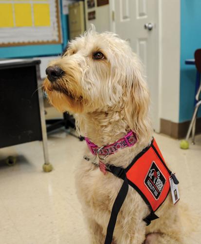 Service dog to provide comfort to students