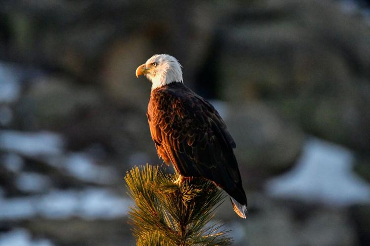 Jackie the bald eagle, whose life in Big Bear Valley inspired millions of viewers around the world, will be honored during Wings Over Big Bear, Oct. 3-4.