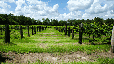 ‘Wining’ at Whippoorwill