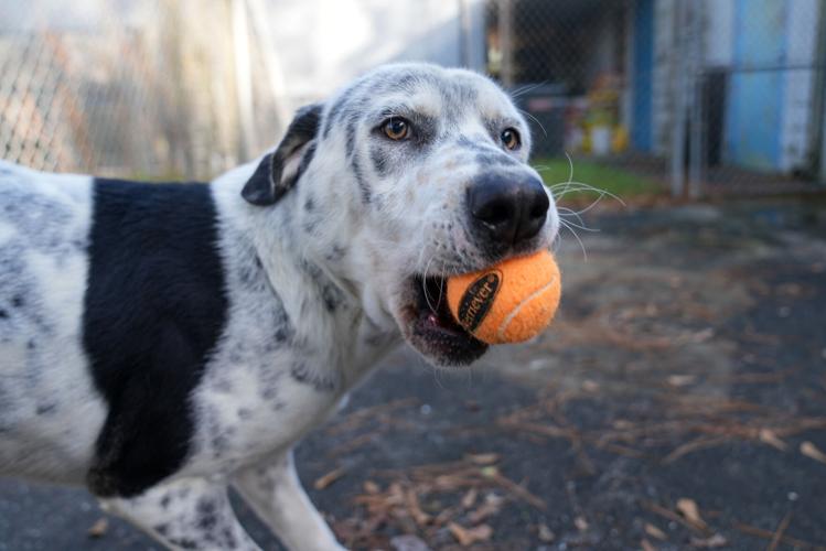 Adorable Pets for Adoption at Lake Martin Humane Society