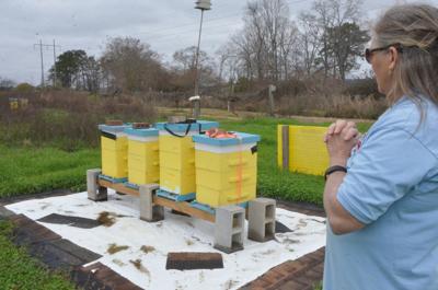 Local beekeeper turns hobby into full-time job