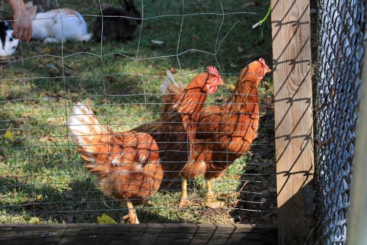 PHOTOS 10th annual Dadeville Fall Festival