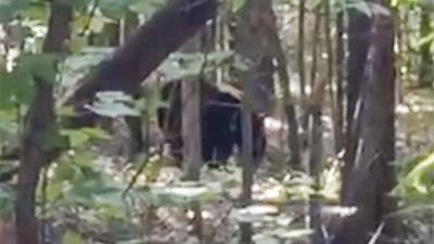 Black bears sighted in the area