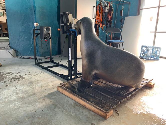 Seals and sea lions take hearing tests to study how human noise bothers them