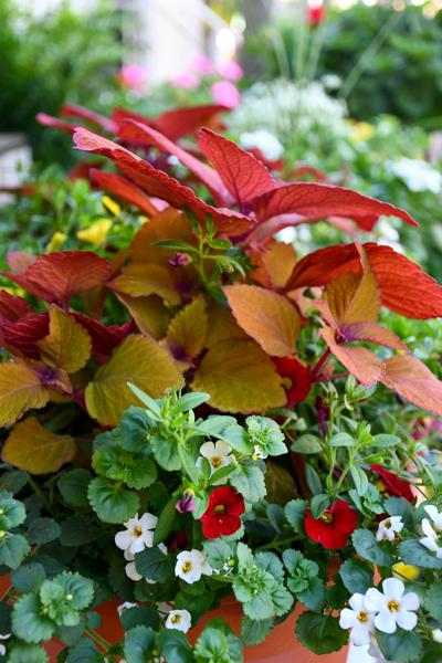 040126 hillabee home and garden2.jpg