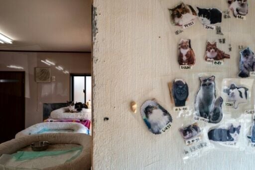 After residents were ordered to evacuate Akama began taking abandoned pets into his home: first 40 dogs, then 50