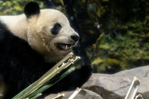 Giant panda Xiao Xiao is seen in its enclosure during the final day for public viewing before its departure for China