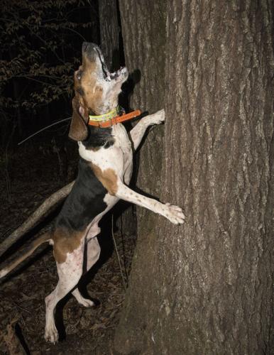 Champions of the Night