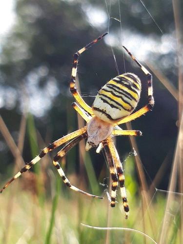 Wasp spider seen travelling north to Cheshire in UK first