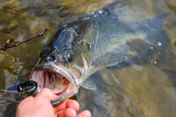 Largemouth bass held by shore fisherman, close up on the fish.