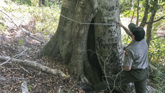 Horseshoe Bend tree witnessed historical battle