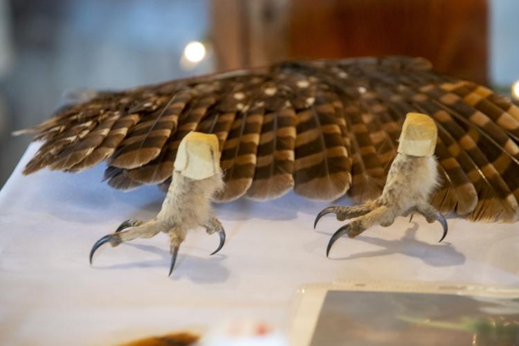 PHOTOS: Eclectic's Raptor Ridge brings raptors to library program