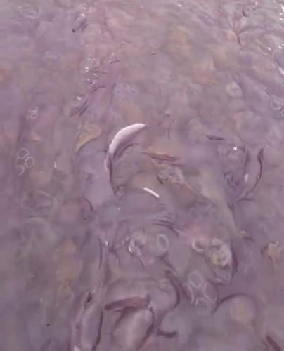 Family on fishing trip sail into massive ”sea of jellyfish”