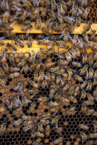 20260304_Poosa Brand Bee_edit_15.jpg