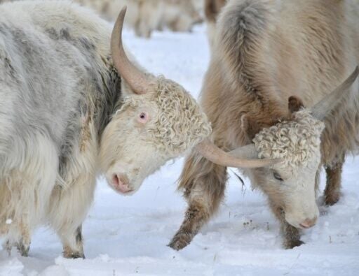 No butts about it: temperatures drop to -40C at night