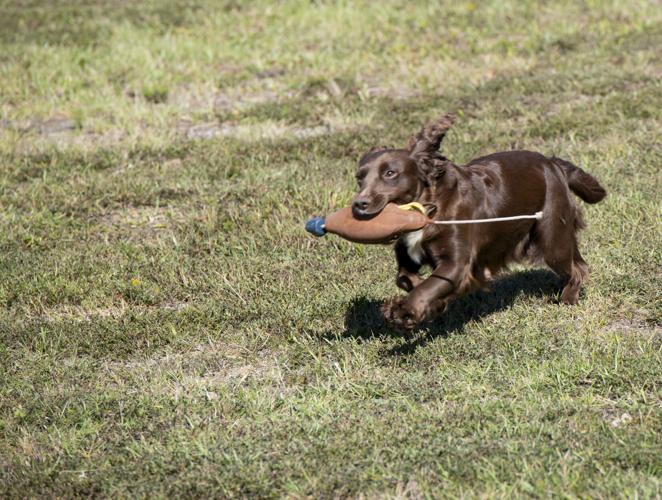 PHOTOS: Wetumpka Wildlife Arts Festival