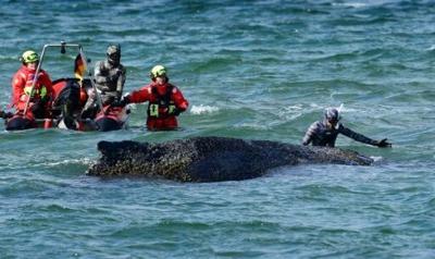 Divers and helpers try to rescue a stranded humpback whale on March 26, 2026 before it managed overnight to swim into deeper waters