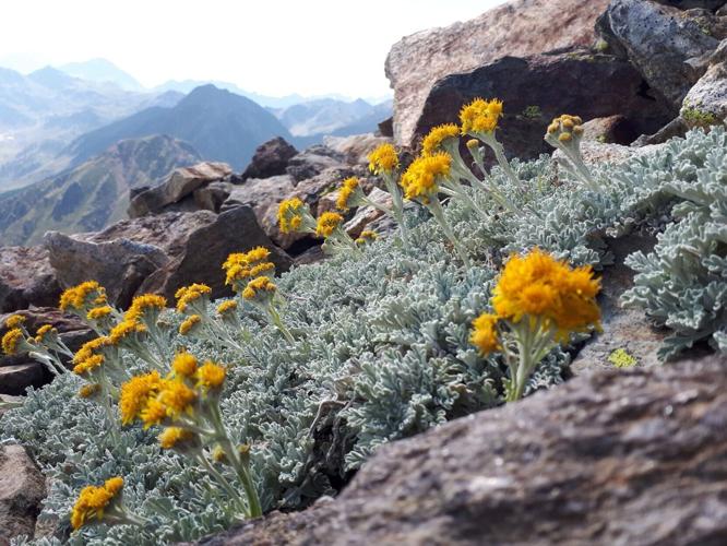 Alpine plants dying off despite mountain summits getting greener, reveals study