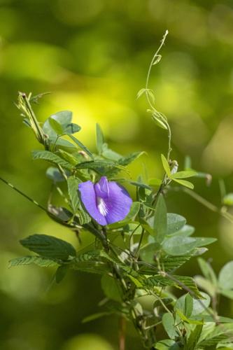 Spurred Butterfly Pea