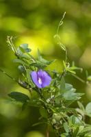 Spurred Butterfly Pea