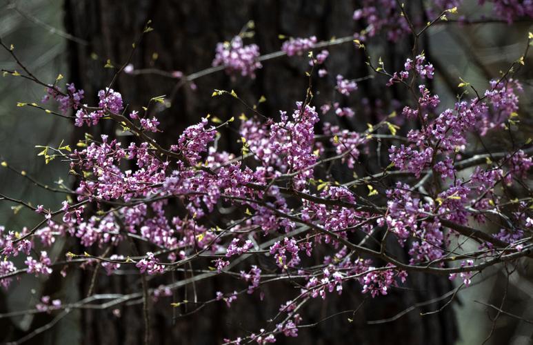 Eastern Redbud