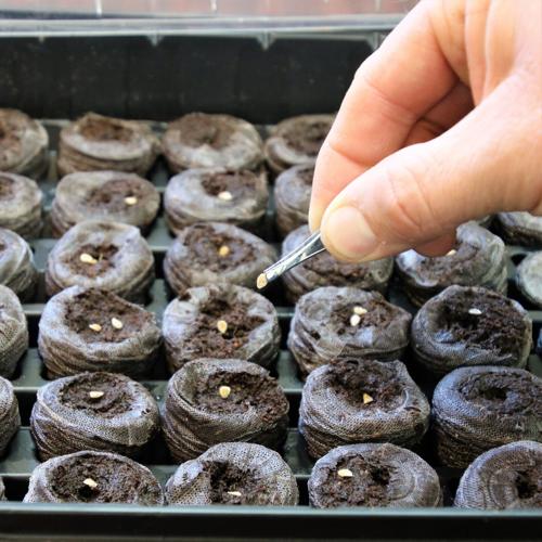 Starting Veggie Seeds