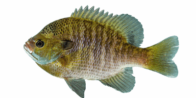Nature of the Lake: Bluegill