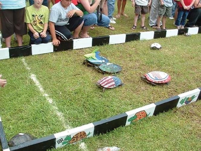 Turtle racing event that used to attract large crowd would celebrate 40 years this month