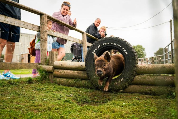 Miniature pigs compete in races for enrichment at Devon farm