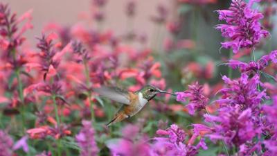 Paint your garden with color: Stunning plants offer effortless beauty