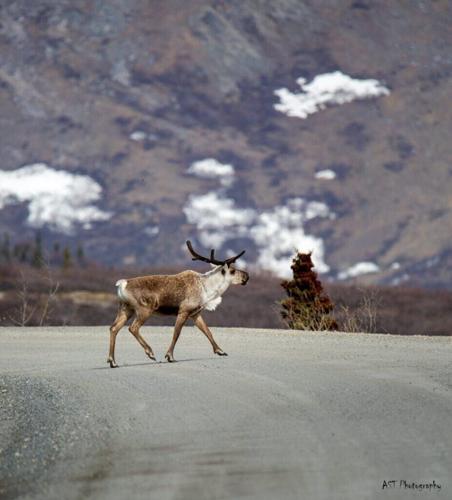 alaksa wildlife photography caribou
