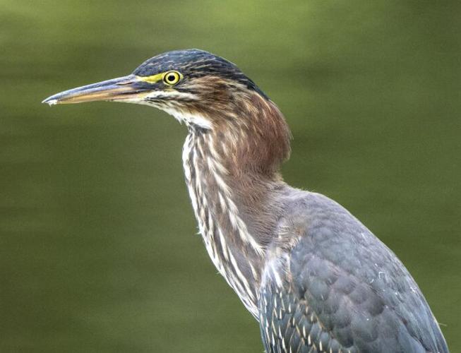 Green Heron