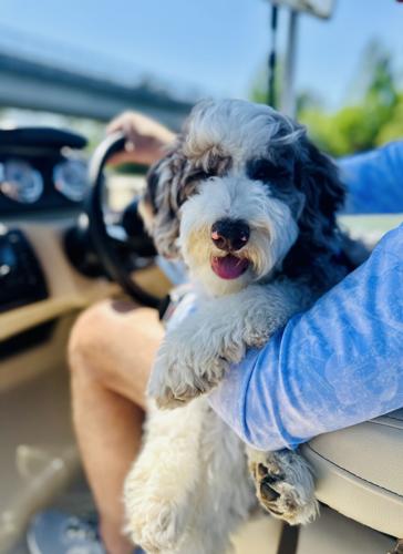Hank Jennings Dog First Boat Ride.jpeg