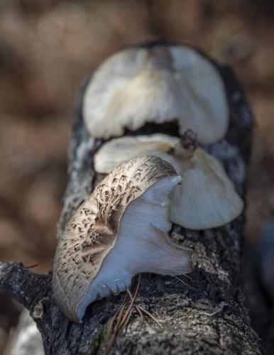Mad About Mushrooms