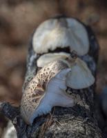 Mad About Mushrooms