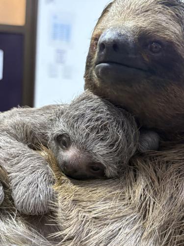 Sloth family recovers after rescue from trafficking
