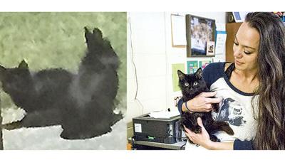 CAT TALES: The next chapter begins for cat in cat and rabbit story