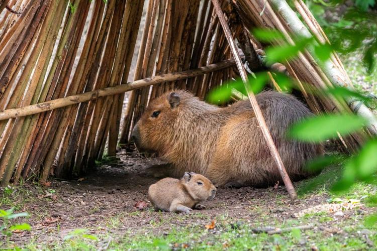 First baby capybara born in Scotland for nearly 20 years