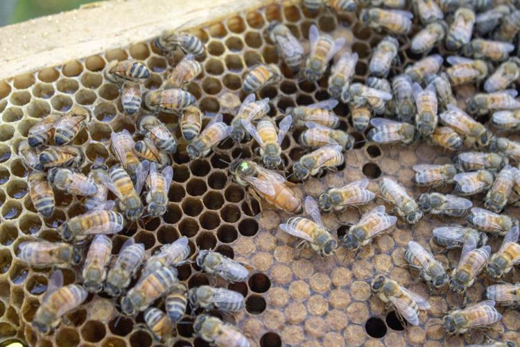 Bee farm buzzing with activity