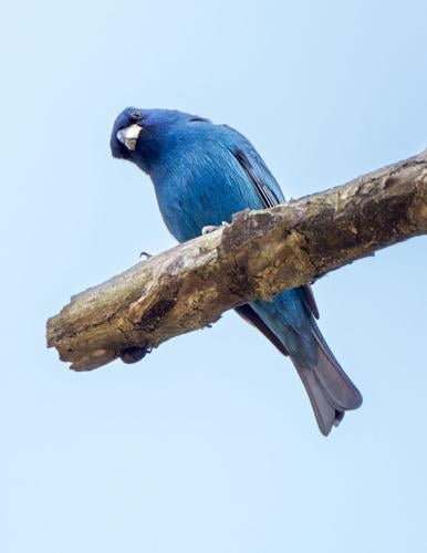 Indigo Bunting_3067_20250423-Enhanced-NR.tif