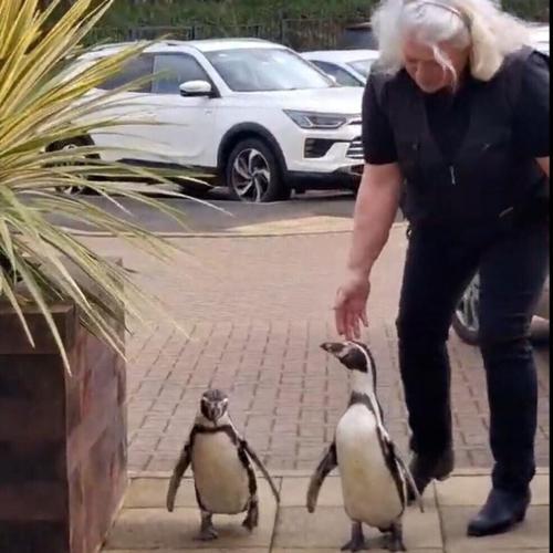 Adorable photos show penguins visiting residents in a care home