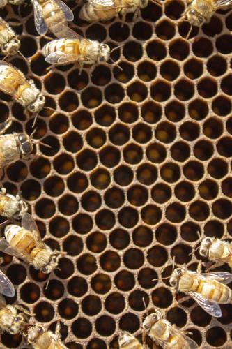 Bee farm buzzing with activity