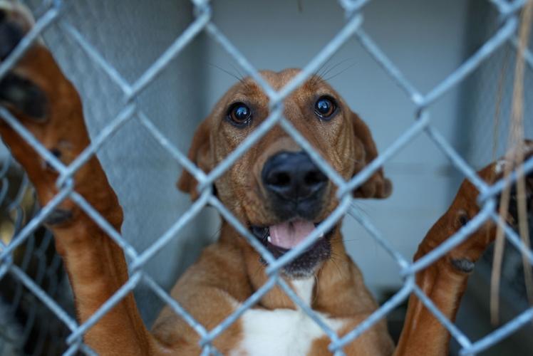 Adorable Pets for Adoption at Lake Martin Humane Society