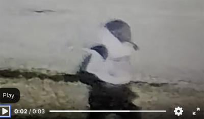 20260204 Tallassee Break Ins.jpg