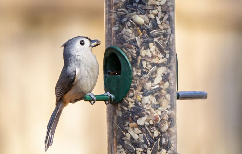 Winter Feeding