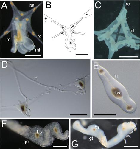 newly-discovere–1510175