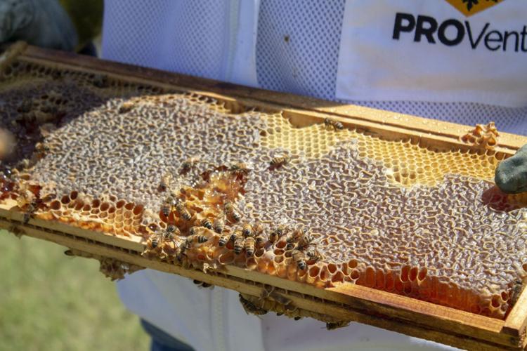 Bee farm buzzing with activity