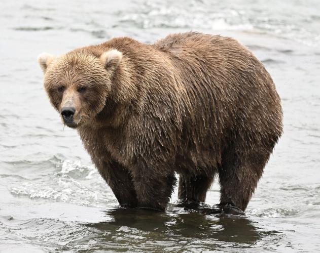 Fat Bear Week returns to pick Alaska’s bulkiest bear