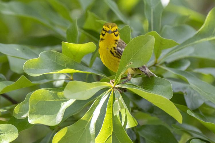 Prairie Warbler
